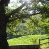 quercia