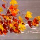 foglie d'autunno